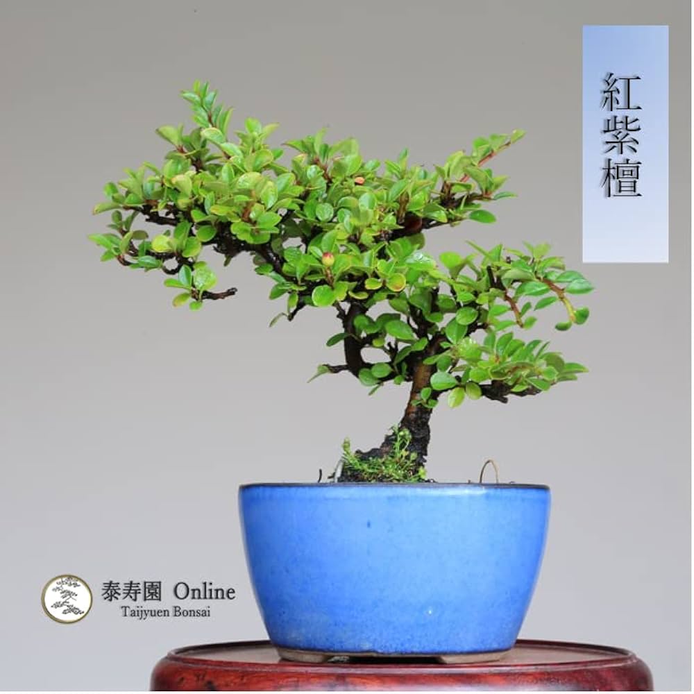 Amazon.co.jp: 『紅紫檀』ベニシタン ミニ盆栽【泰寿園 Online